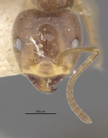 Media type: image;   Entomology 21331 Aspect: head frontal view